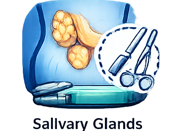 Salivary Glands